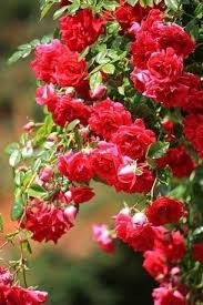 ��� �����_kWo1b