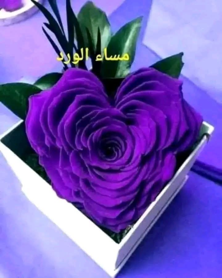 ���� �����_qGSZr